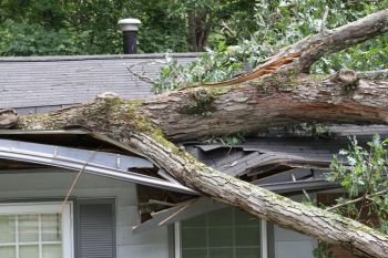 Fallen Tree Restoration in Sasser, Kentucky by Kentucky Disaster Restoration, LLC